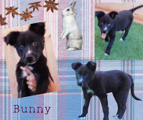 Bunny (Puppy)