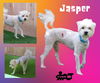 Jasper (Ritzy)
