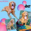 Aurora (Ritzy)
