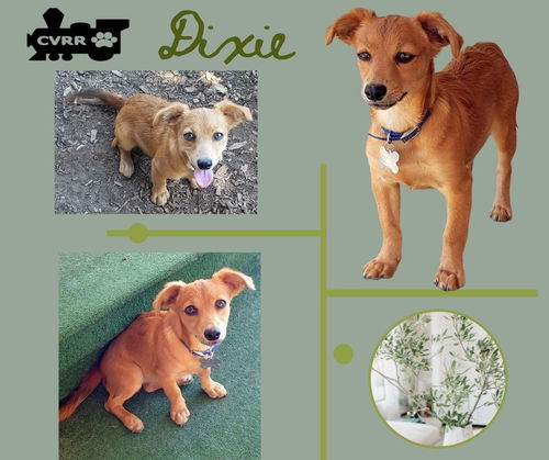 Dixie