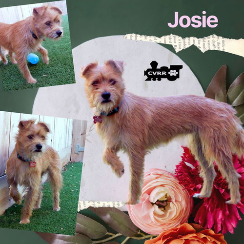 Josie