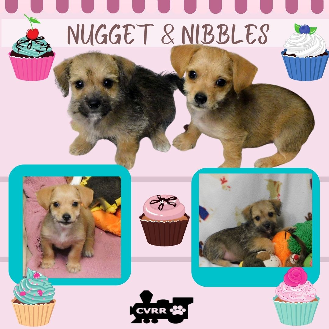 Nugget (Puppy)'s Web Page