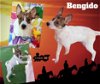 Bendigo (Puppy)