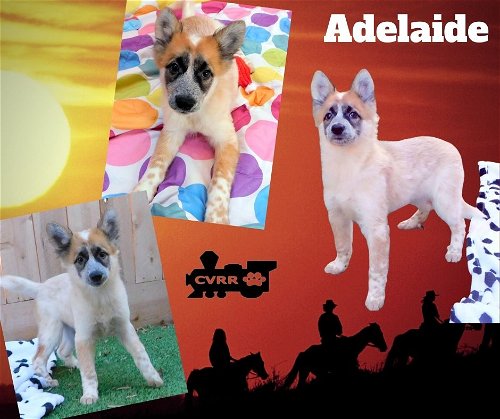 Adelaide (Puppy)