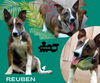 Reuben