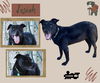 Josiah (GrandPaws)