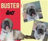 Buster (Ritzy-GrandPaws)