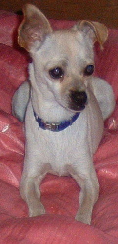 Suki