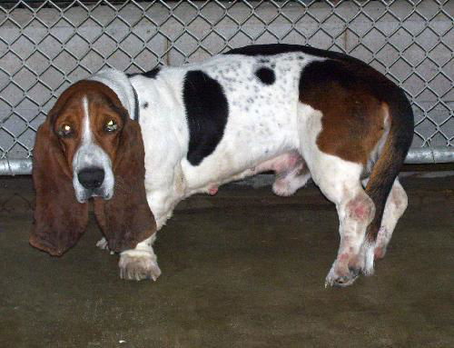 Charlie Basset