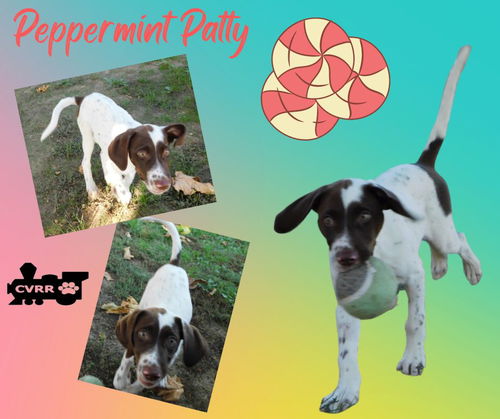 Pepprmint Patty (Puppy)