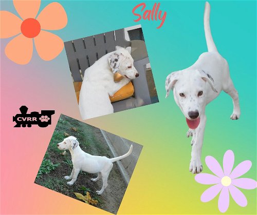 Sally (Puppy)