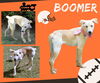 Boomer