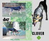 Clover