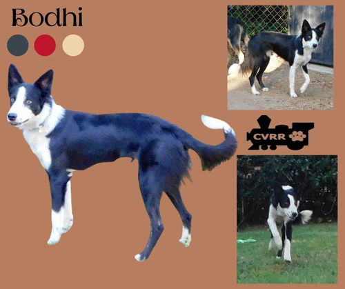 Bodhi