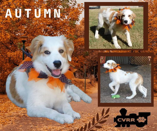 Autumn (Puppy)