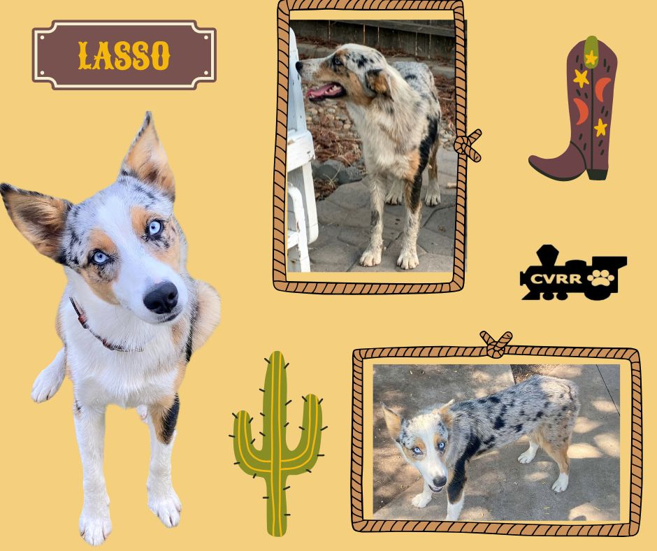 Dog for Adoption Lasso, a Australian Shepherd in Parlier, CA Alpha Paw