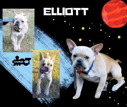 Elliott (Ritzy)