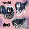 Yoshi (GrandPaws)