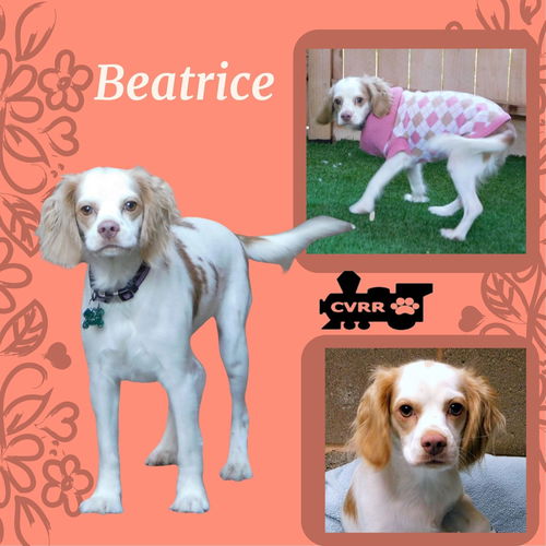 Beatrice (Ritzy)