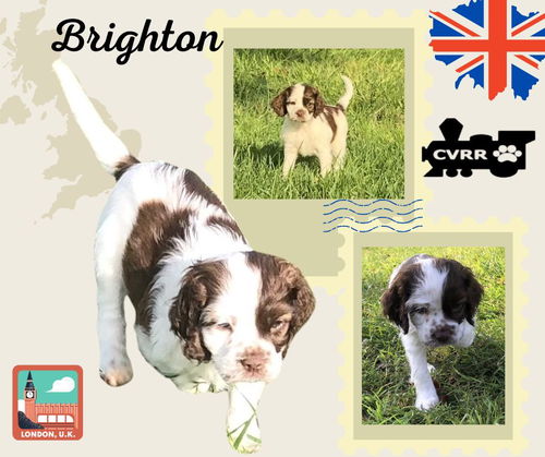 Brighton (Posh Puppy)