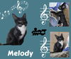 Melody