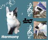 Harmony