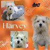 Harvey (Ritzy)