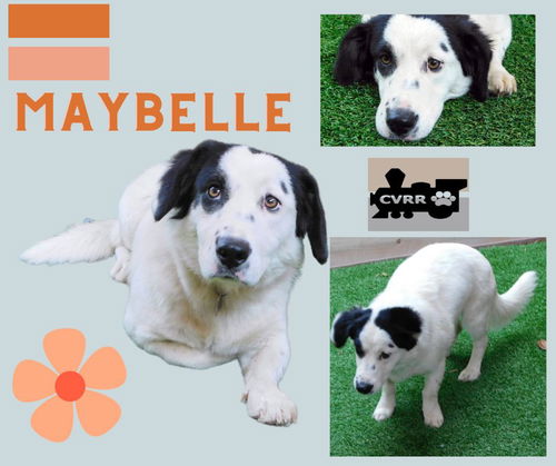 Maybelle