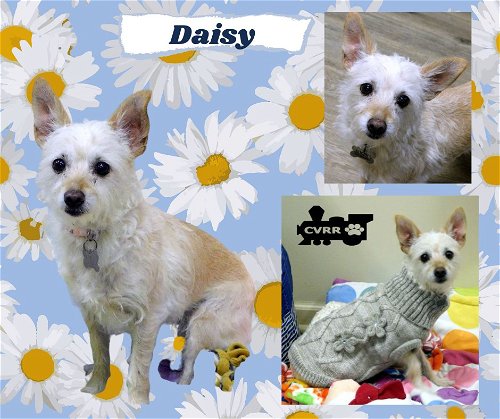 Daisy (GrandPaws)