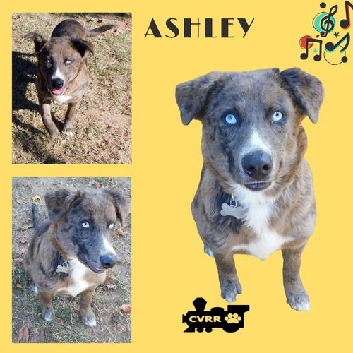 Ashley
