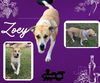 Zoey