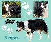 Dexter