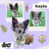 Gayla