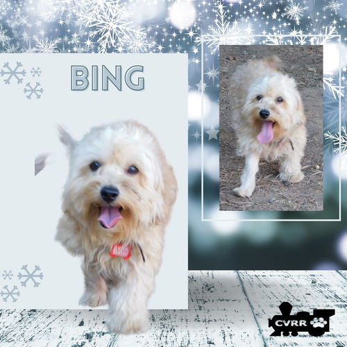 Bing (Ritzy)