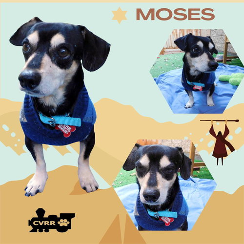 Moses
