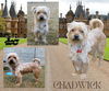 Chadwick (Ritzy)