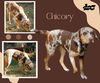Chicory