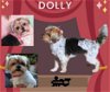 Dolly (Ritzy)