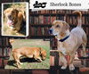 Sherlock Bones