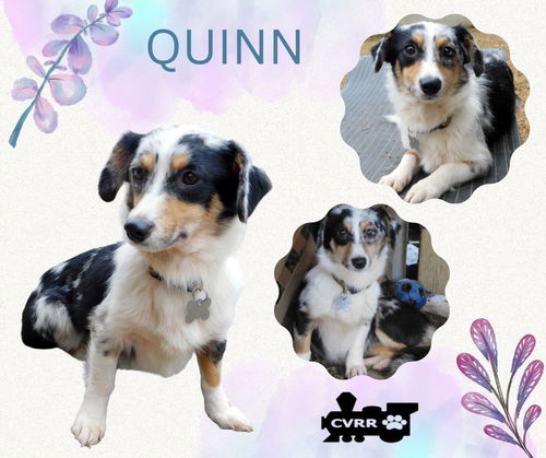 Quinn (Ritzy)