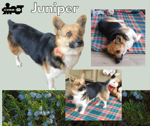 Juniper (Ritzy)