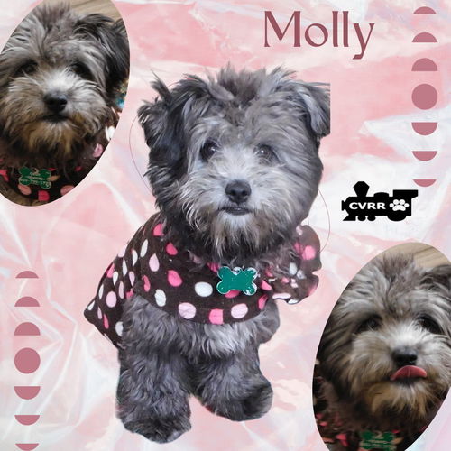Molly (Posh Puppy)