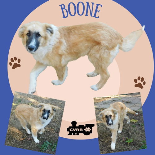Boone