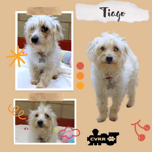 Tiago (Ritzy)