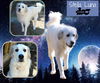 Stella Luna (Ritzy)