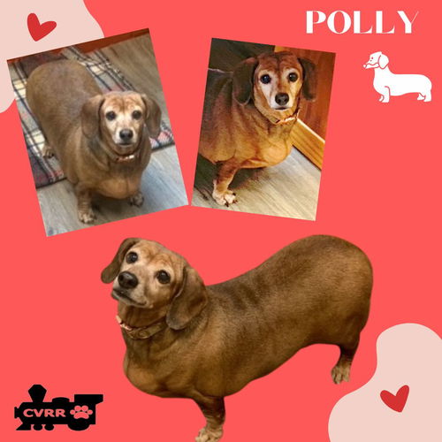 Polly (GrandPaws-Ritzy)