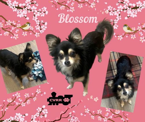 Blossom (GrandPaws-Ritzy))