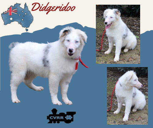 Didgeridoo (Posh Puppy)