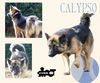 Calypso