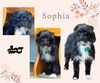 Sophie (Ritzy)